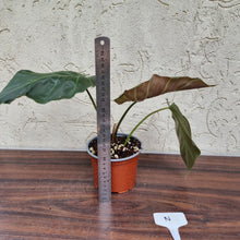 Load image into Gallery viewer, #N Philodendron Corsinianum / &#39;Bronze Shield&#39;