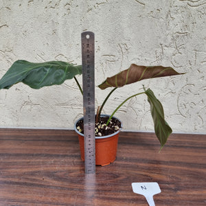 #N Philodendron Corsinianum / 'Bronze Shield'