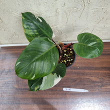 Load image into Gallery viewer, #715 Philodendron White Knight