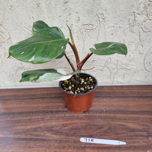 Load image into Gallery viewer, #715 Philodendron White Knight