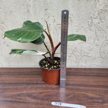 Load image into Gallery viewer, #715 Philodendron White Knight