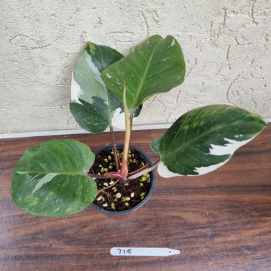 #715 Philodendron White Knight