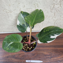 Load image into Gallery viewer, #715 Philodendron White Knight