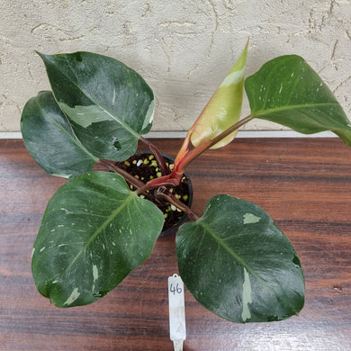 #46 Philodendron White Knight