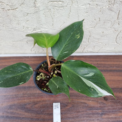 #24 Philodendron White Knight
