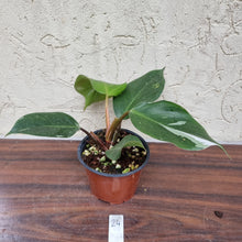 Load image into Gallery viewer, #24 Philodendron White Knight