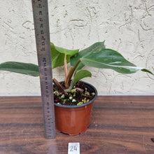 Load image into Gallery viewer, #24 Philodendron White Knight