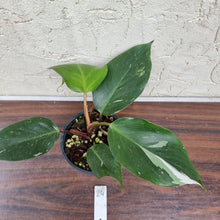 Load image into Gallery viewer, #24 Philodendron White Knight