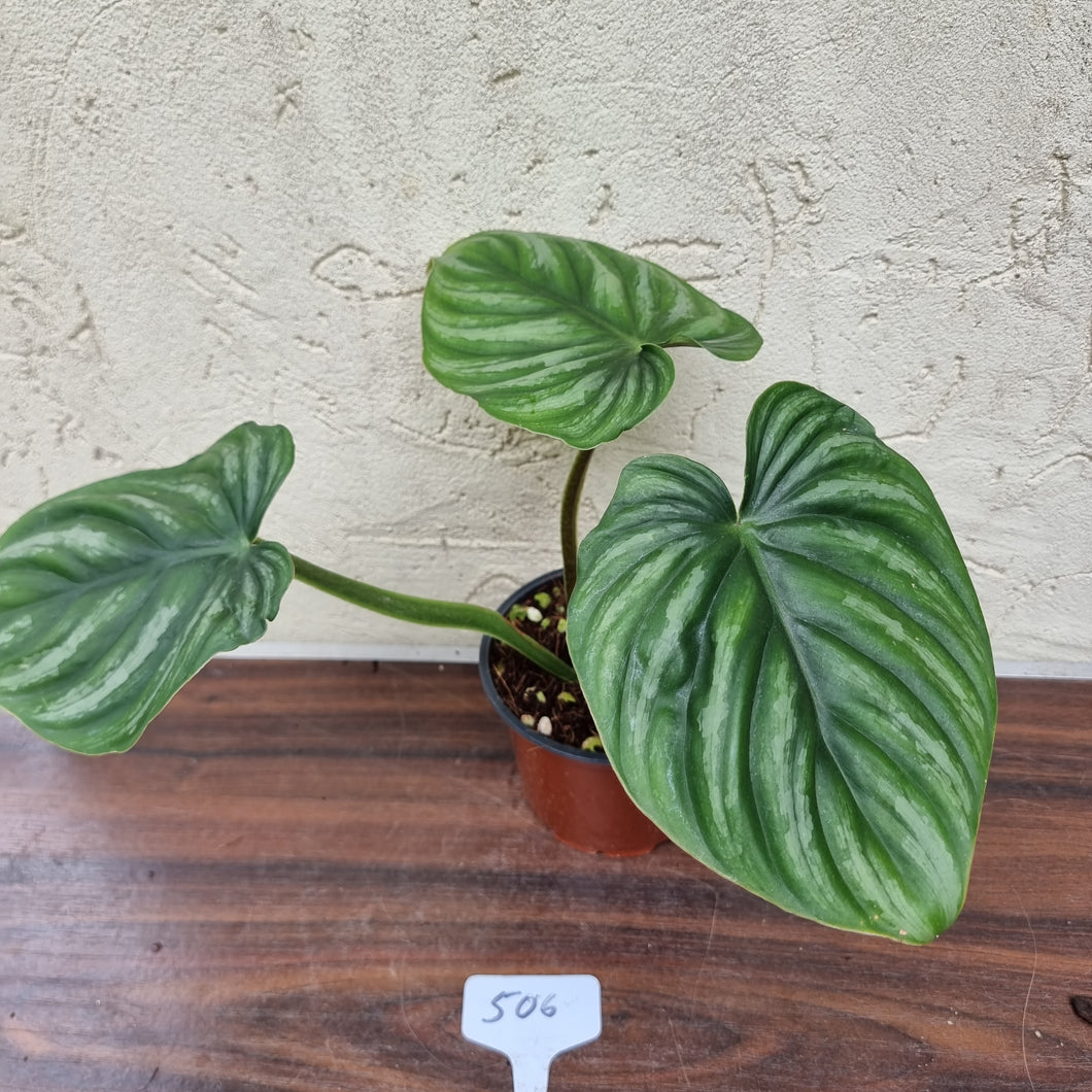#506 Philodendron Plowmanii - Round Form