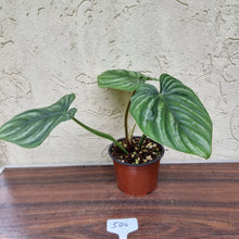 Load image into Gallery viewer, #506 Philodendron Plowmanii - Round Form