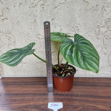 Load image into Gallery viewer, #506 Philodendron Plowmanii - Round Form