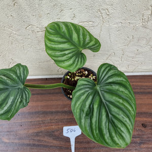 #506 Philodendron Plowmanii - Round Form