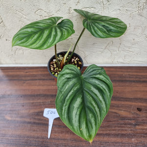 #506 Philodendron Plowmanii - Round Form