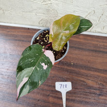 Load image into Gallery viewer, #718 Philodendron Pink Princess - Amazing Variegation