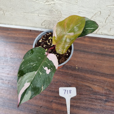 #718 Philodendron Pink Princess - Amazing Variegation