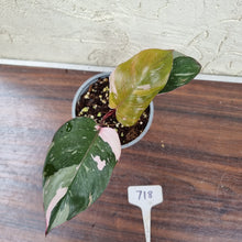 Load image into Gallery viewer, #718 Philodendron Pink Princess - Amazing Variegation