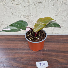 Load image into Gallery viewer, #718 Philodendron Pink Princess - Amazing Variegation