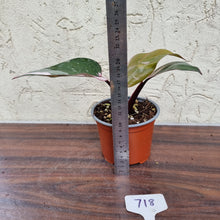 Load image into Gallery viewer, #718 Philodendron Pink Princess - Amazing Variegation