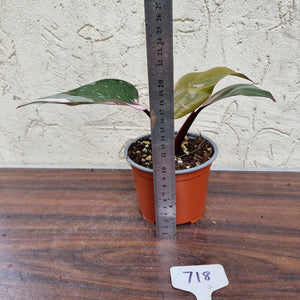 #718 Philodendron Pink Princess - Amazing Variegation