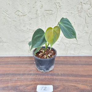 #72 Philodendron Lupinum