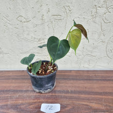 Load image into Gallery viewer, #72 Philodendron Lupinum