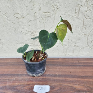 #72 Philodendron Lupinum