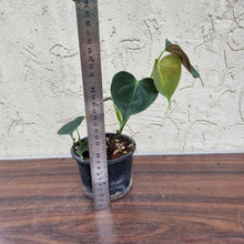 Load image into Gallery viewer, #72 Philodendron Lupinum