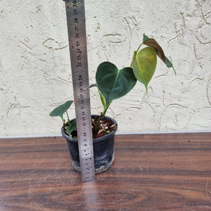 #72 Philodendron Lupinum