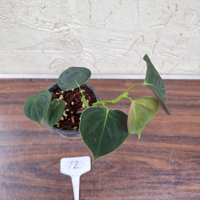 #72 Philodendron Lupinum