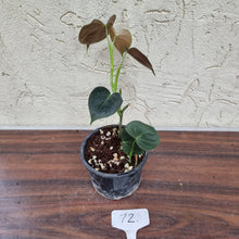 Load image into Gallery viewer, #72 Philodendron Lupinum
