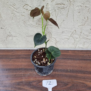 #72 Philodendron Lupinum