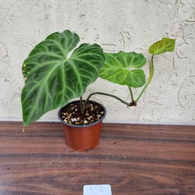 #804 Philodendron Verrucosum