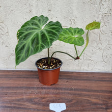 Load image into Gallery viewer, #804 Philodendron Verrucosum