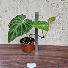 Load image into Gallery viewer, #804 Philodendron Verrucosum