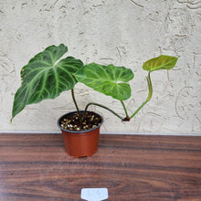 Load image into Gallery viewer, #804 Philodendron Verrucosum