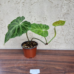 #804 Philodendron Verrucosum