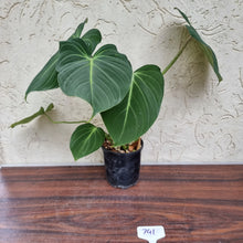 Load image into Gallery viewer, #741 Philodendron Gloriosum