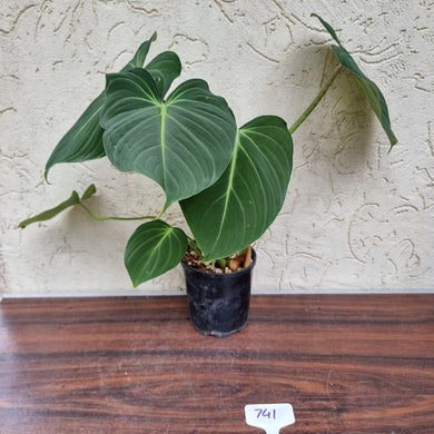 #741 Philodendron Gloriosum