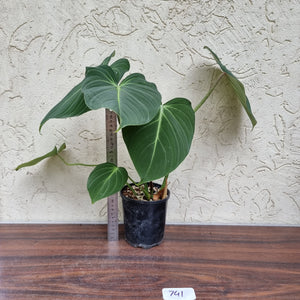 #741 Philodendron Gloriosum