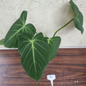 #741 Philodendron Gloriosum
