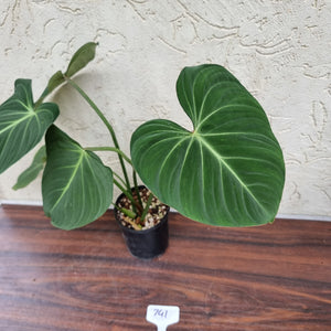 #741 Philodendron Gloriosum