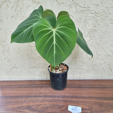 #62 Philodendron Gloriosum
