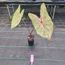 Load image into Gallery viewer, #51 Caladium Bulb