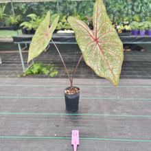 Load image into Gallery viewer, #51 Caladium Bulb