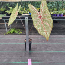 Load image into Gallery viewer, #51 Caladium Bulb