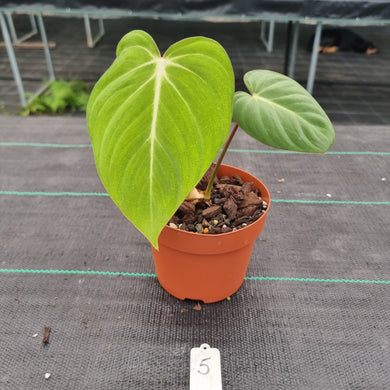 #5 Philodendron Gloriosum