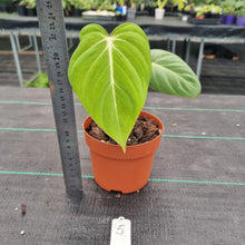 Load image into Gallery viewer, #5 Philodendron Gloriosum