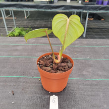 Load image into Gallery viewer, #5 Philodendron Gloriosum