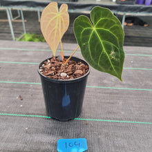 Load image into Gallery viewer, #104 Dark Anthurium Complex hybrid