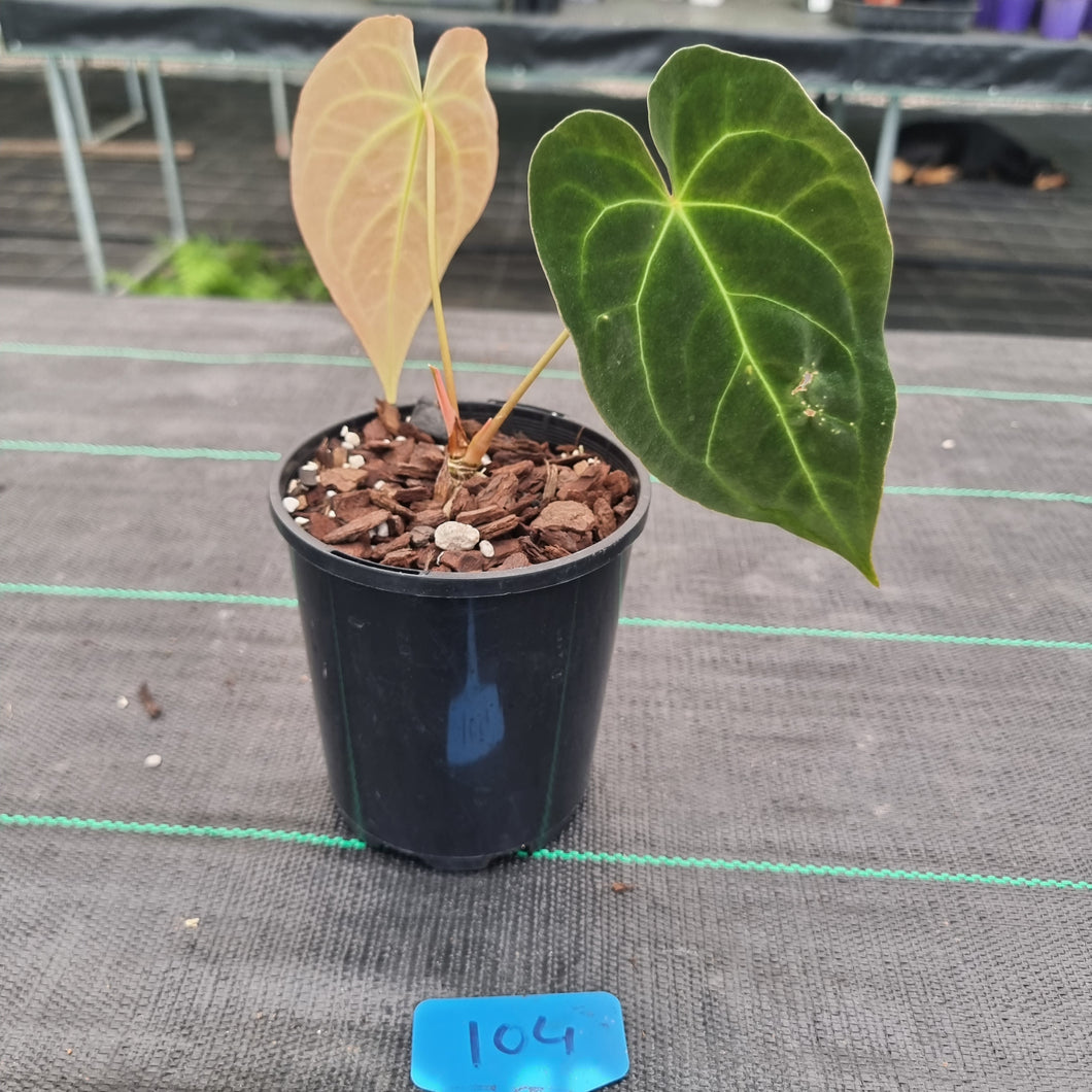 #104 Dark Anthurium Complex hybrid